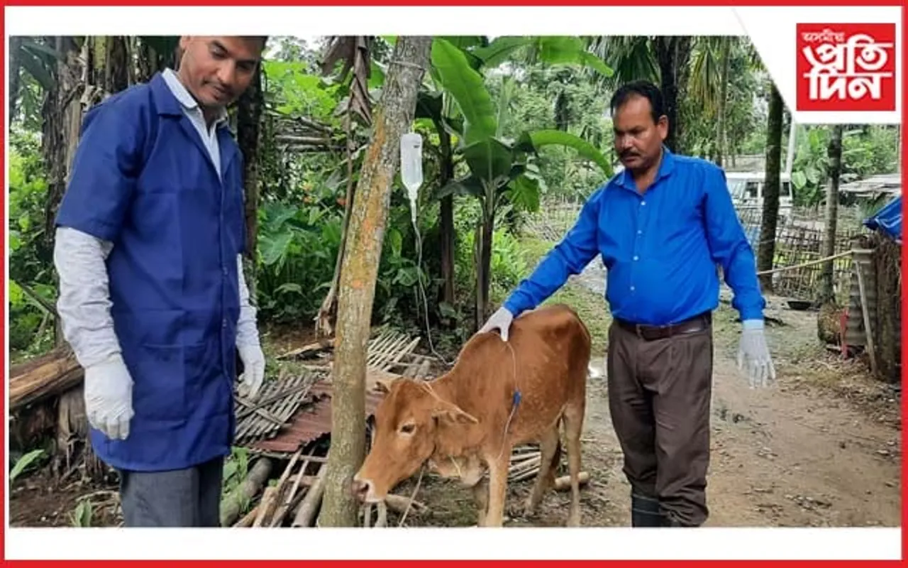 লাম্পী ৰোগত আক্ৰান্ত  নামৰূপৰ বহুতো গো-ধন 