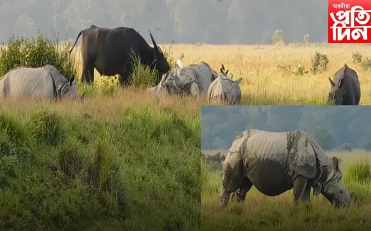 কাজিৰঙাত বানঃ একেটা হাইলেণ্ডতে আশ্ৰয় লৈছে গঁড়,ম’হ,জাক জাক হৰিণাই 