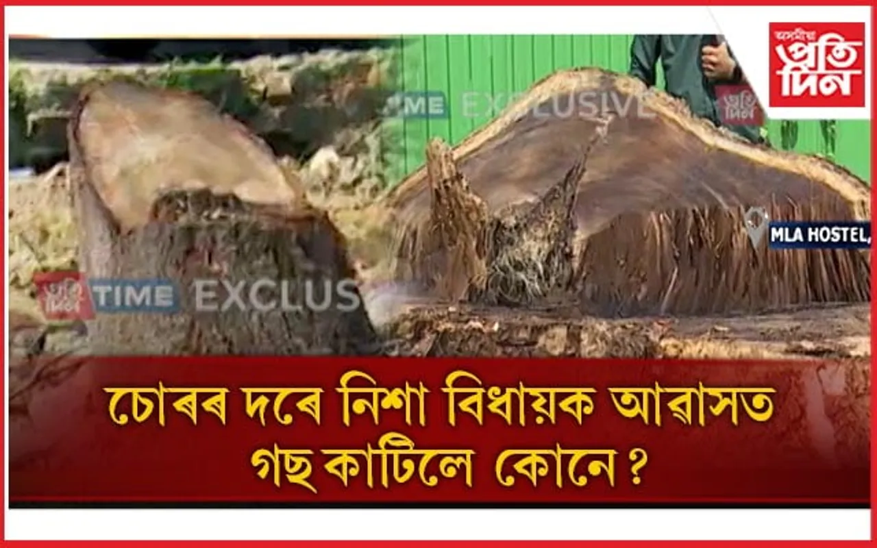 বিধায়ক আৱাসত পাৰ্ক নিৰ্মাণৰ বাবে কাটি তহিলং প্ৰকাণ্ড প্ৰকাণ্ড গছ...