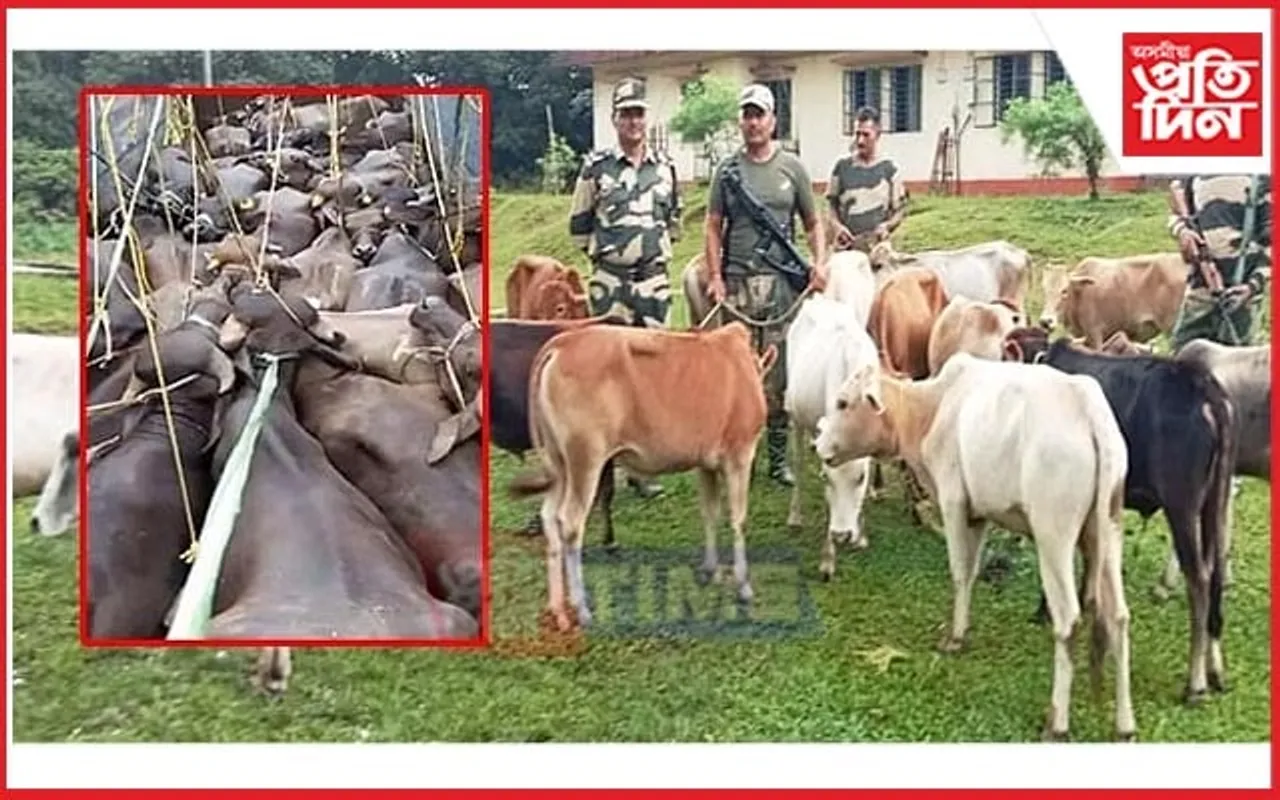 সীমান্ত সুৰক্ষা বাহিনীৰ সফল অভিযানঃ একেদিনাই উদ্ধাৰ ৫৮ ম'হ আৰু ৩০ গৰু