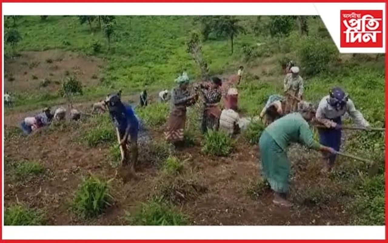 হাতী-মানুহৰ সংঘাত ৰোধিবলৈ হাতীখুলিত নেপিয়াৰ ঘাঁহ, ব্ৰুম গ্ৰাছ ৰোপণ...
