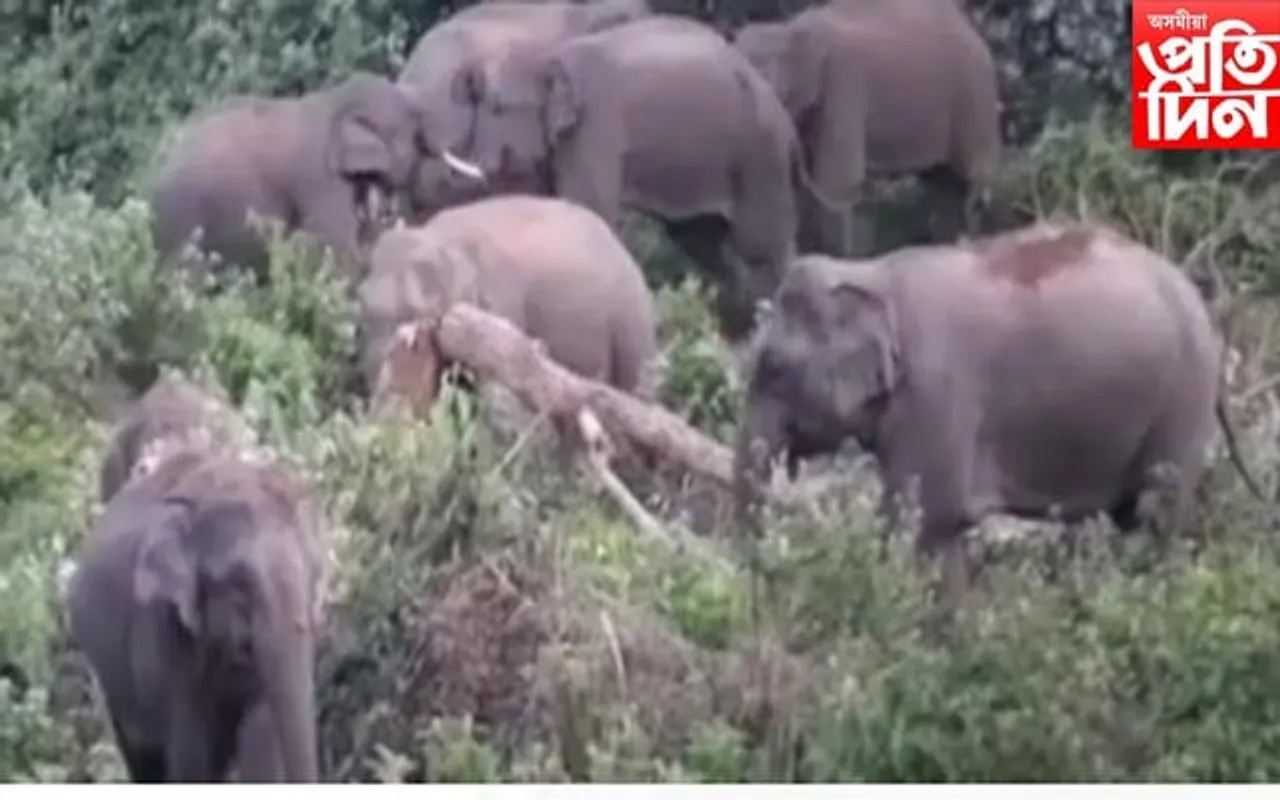 জামুগুৰিহাটৰ বৰদিকৰাই মিৰি গাঁৱত বনৰীয়া হাতীৰ সন্ত্ৰাস
