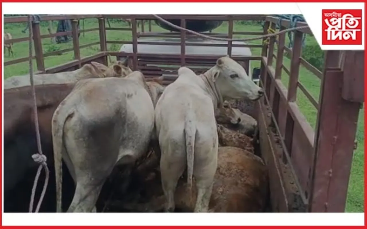 বিহালীত পুণৰ জব্দ পাঁচখন গৰু ভৰ্তি বাহন, আটক...
