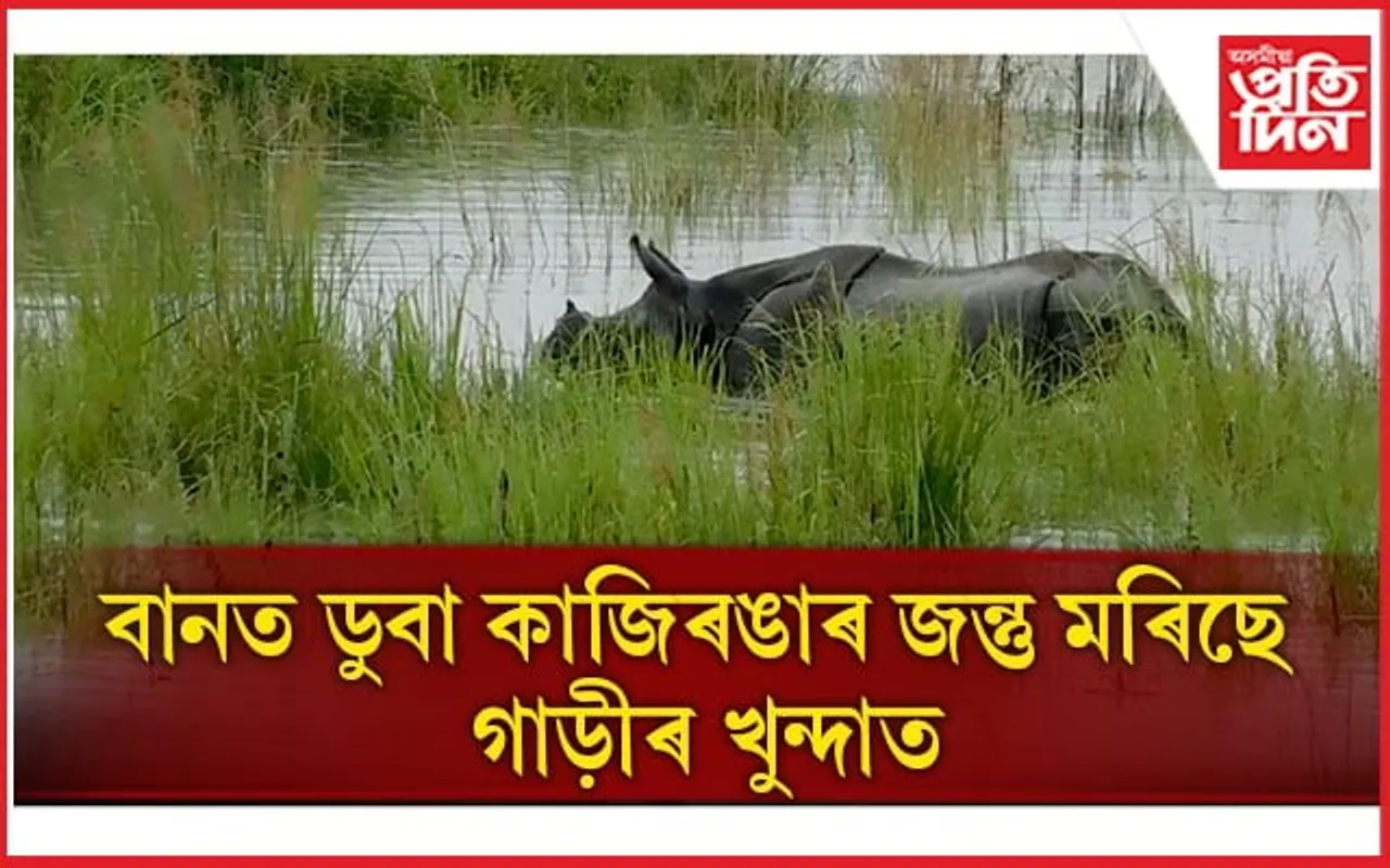 এতিয়াও জলমগ্ন কাজিৰঙাৰ প্ৰায় ৫০ শতাংশ বনাঞ্চল...