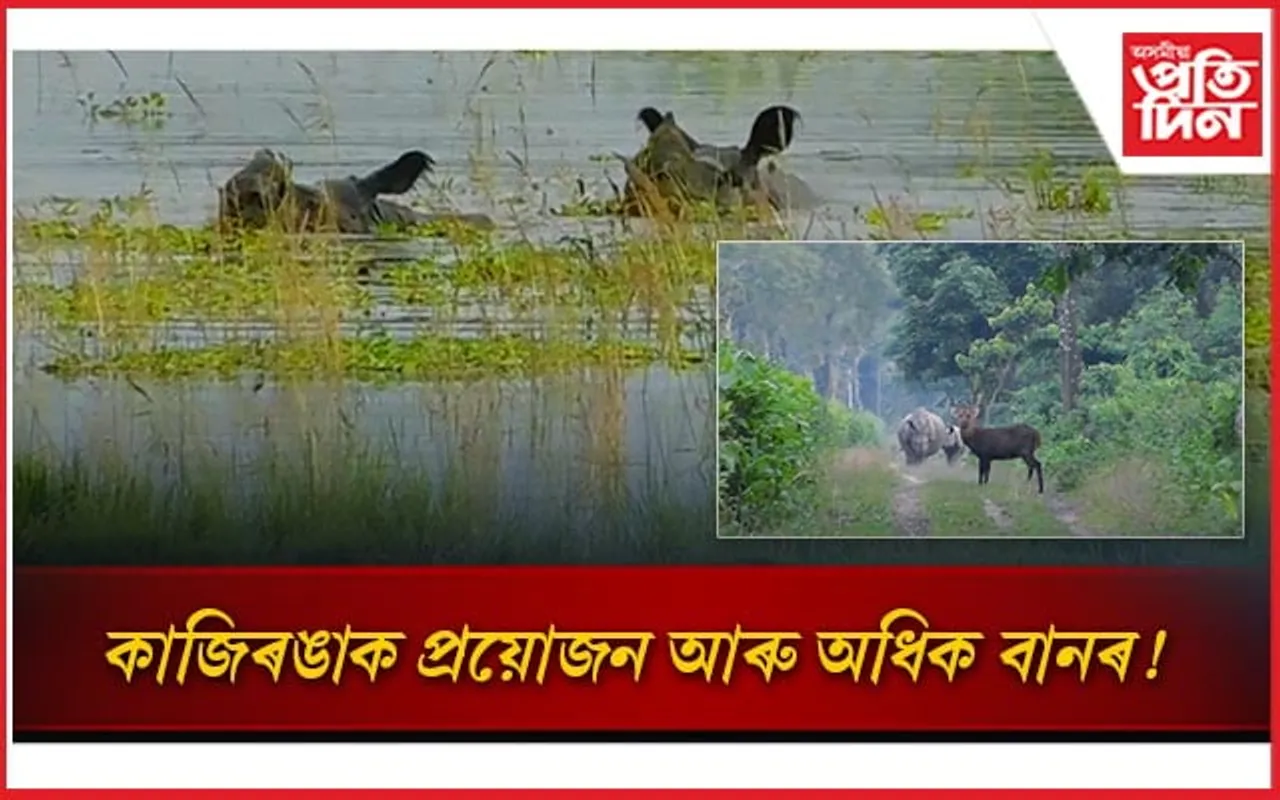 কাজিৰঙা ৰাষ্ট্ৰীয় উদ্যানত জলমগ্ন ৬০টাৰো অধিক বন শিবিৰ...
