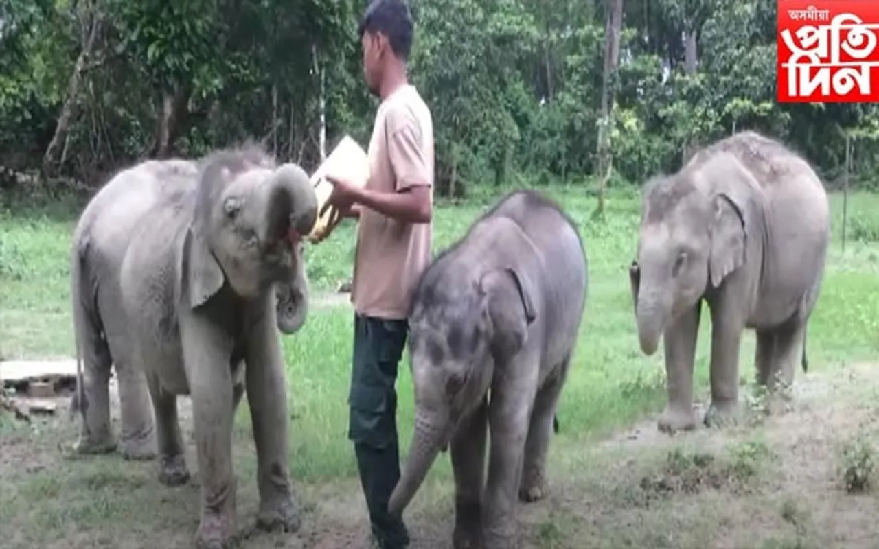 কাজিৰঙাৰ বন্যপ্ৰাণী উদ্ধাৰ আৰু পুনৰ সংস্থাপন কেন্দ্ৰৰ নতুন আলহী...