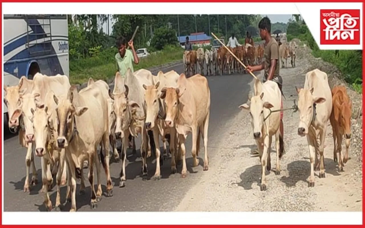 গো-ধন ছিণ্ডিকেটৰ অন্যতম ঘাটিলৈ পৰিণত গহপুৰ সাপ্তাহিক বজাৰ...