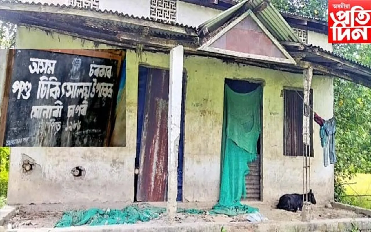 ৰোগাক্ৰান্ত অৱস্থাত সোনাৰী চাপৰি পশু চিকিৎসালয়...