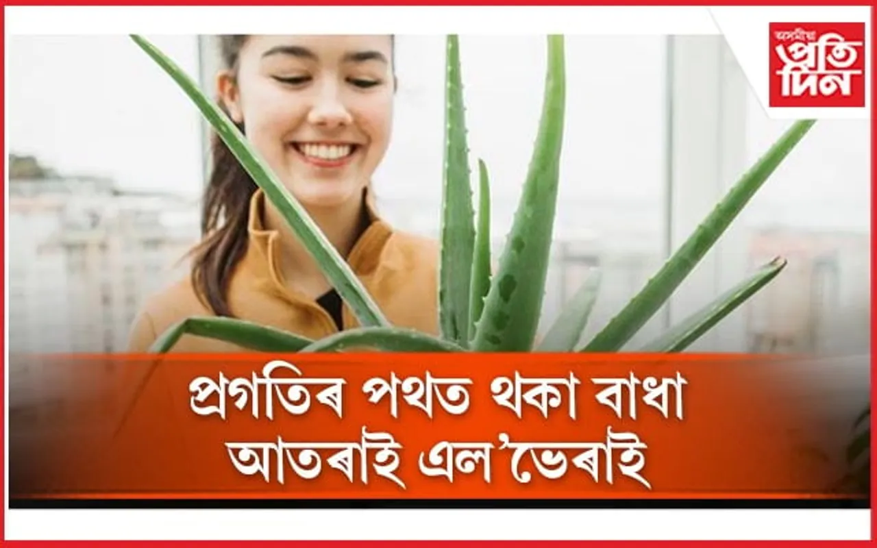 বাস্তুৰ মতে এল’ভেৰা কিদৰে ৰোপন কৰিব লাগে জানেনে ?