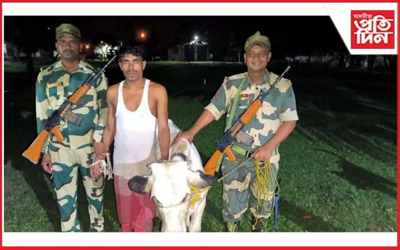 হাটশিঙিমাৰী-বাংলাদেশ সীমান্তত চোৰাং গৰুসহ গ্ৰেপ্তাৰ এজন