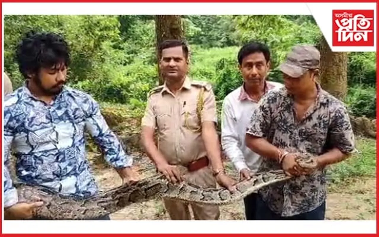 ছাগলী ভক্ষণ কৰি থকা অৱস্থাত প্ৰকাণ্ড অজগৰ উদ্ধাৰ