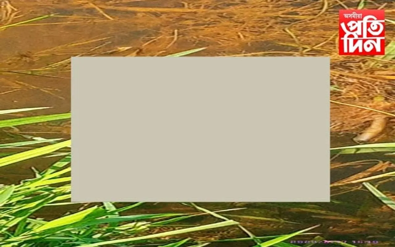 নিৰ্দয় ! চৰাইদেউত পিটনি-দলঘাঁহৰ মাজত উদ্ধাৰ নৱজাতকৰ মৃতদেহ...