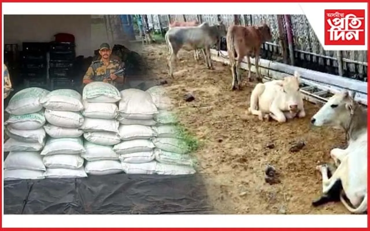ভাৰত-বাংলা সীমান্তত ৮ টা চোৰাং গৰু, ৩১ চোৰাং চেনী জব্দ...