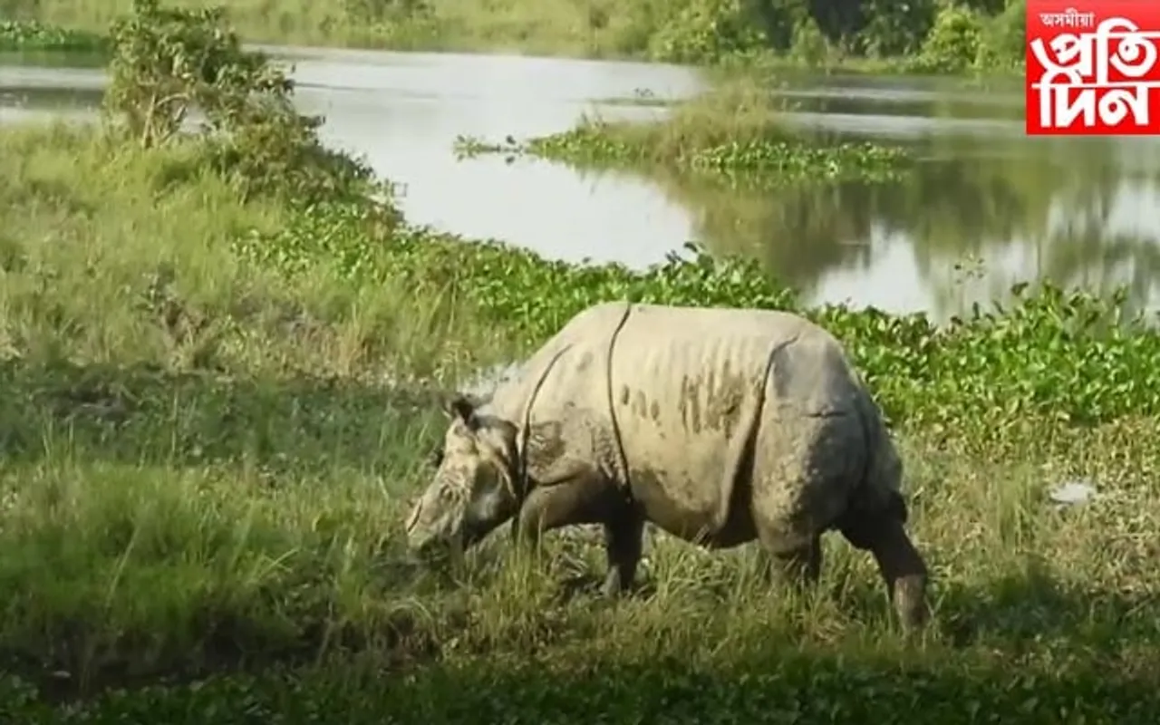  বানত জলমগ্ন কাজিৰঙা ৰাষ্ট্ৰীয় উদ্যানৰ ৪৭ শতাংশ এলেকা, ১১ টা বন্যপ্ৰাণীৰ মৃত্যু