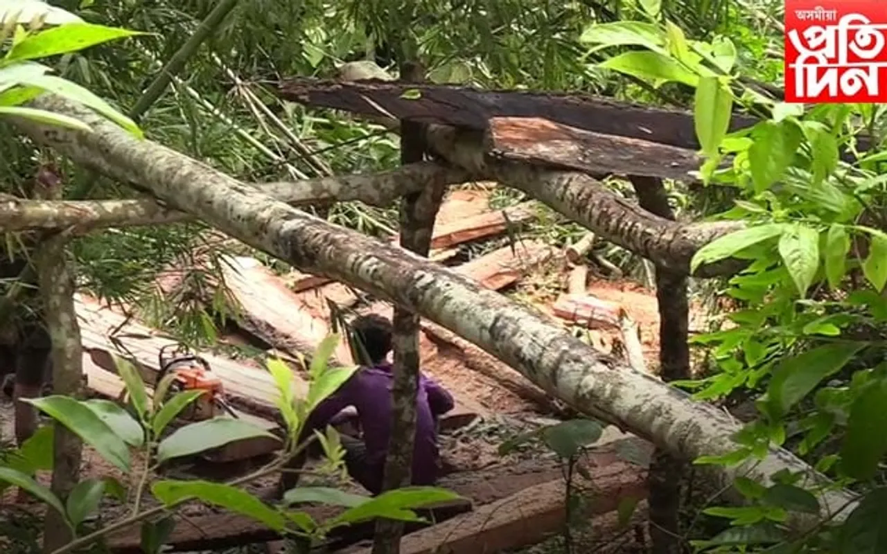 কাৰ্বি আংলঙৰ ভূমি সংৰক্ষণ বিভাগৰ ভূমি দখলত নামিছে একাংশ দুষ্টচক্ৰ, প্ৰকাণ্ড গছ কাটি তহিলং কৰিছে...