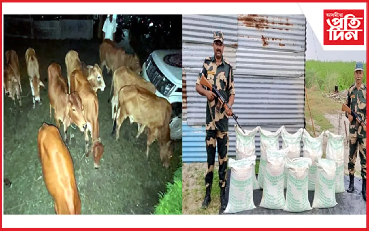 হাটশিঙিমাৰীত বৃদ্ধি পাইছে অবৈধ বেহাঃ ১০ গো-ধনৰ সমান্তৰালভাবে জব্দ চেনীৰ বস্তা