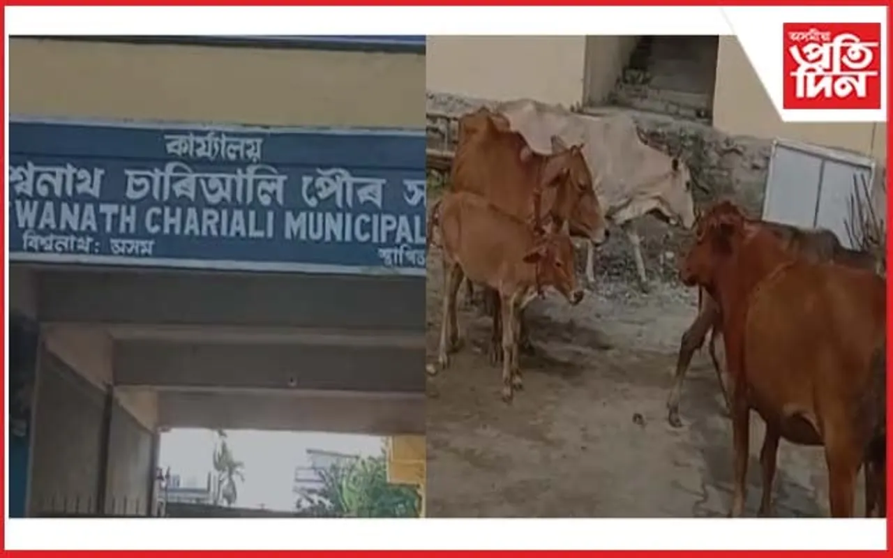 বিশ্বনাথত মুক্তভাৱে এৰি দিয়া গো-ধন আটক 