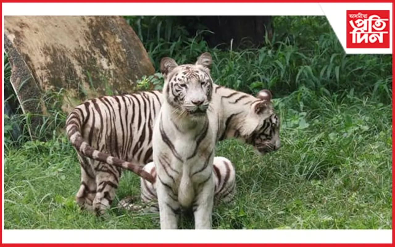 ৰাষ্ট্ৰীয় চিৰিয়াখানাত যমজ চিতাৰ প্ৰথম সংখ্যক জন্মদিন উদযাপন
