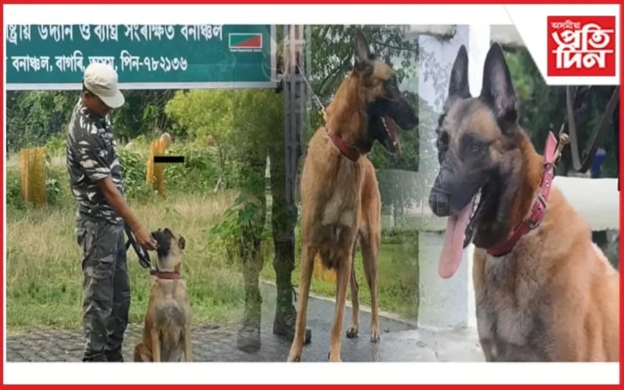 কাজিৰঙা ৰাষ্ট্ৰীয় উদ্যানৰ বিশেষ কৰ্মী মিছকী, লিয়ন আৰু ইমি...