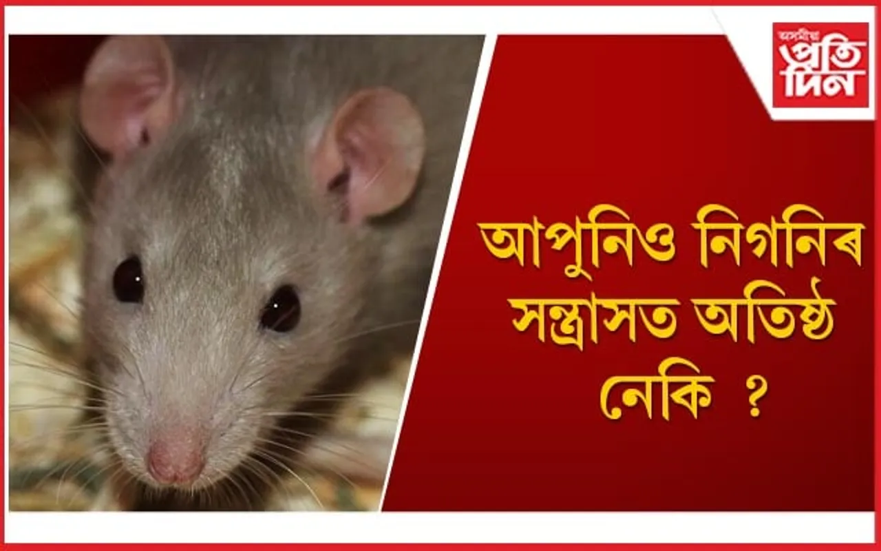নিগনিৰ আতংকৰ পৰা হাত সৰাৰ সহজ উপায়
