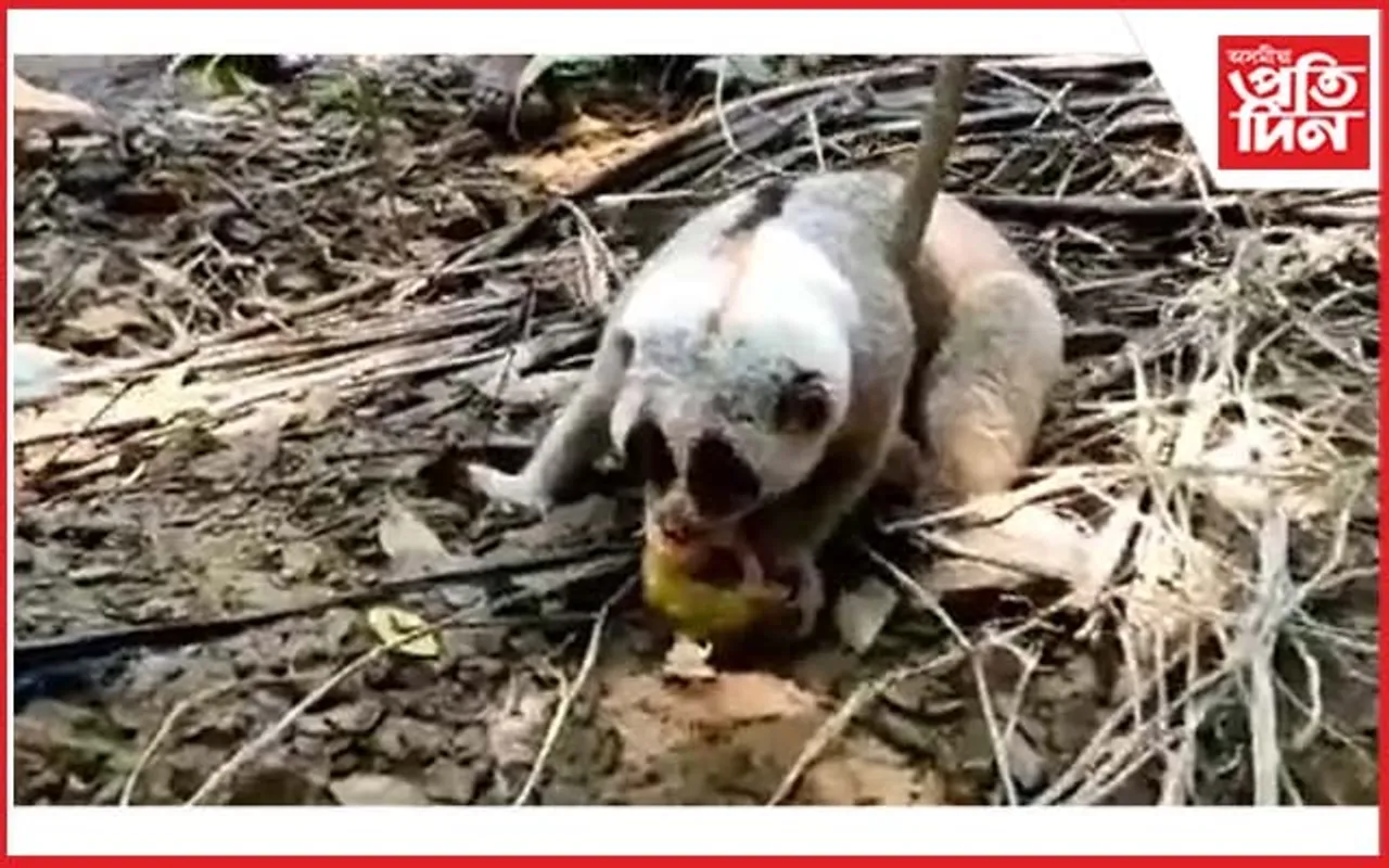 কৰিমগঞ্জত উদ্ধাৰ দুষ্প্ৰাপ্য পশু...