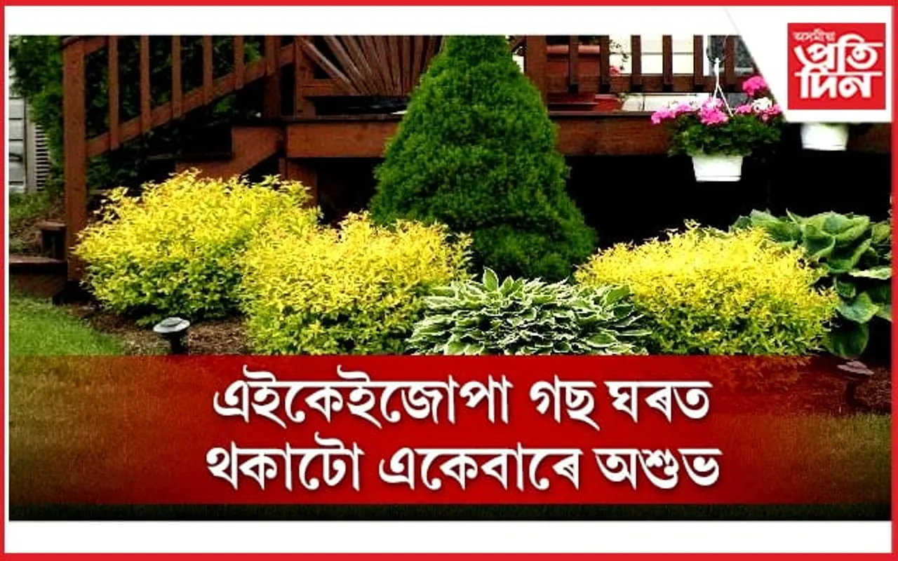 এই গছে ঘৰলৈ কঢ়িয়াই অশুভ বাৰ্তা, নেতিবাচক শক্তি