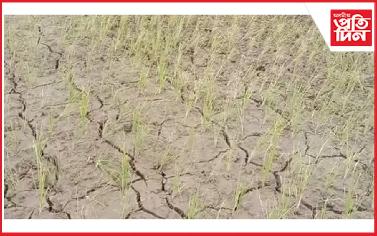 কামপুৰৰ পথাৰত ছিৰাল ফাট : নাই জলসিঞ্চনৰ ব্যৱস্থা