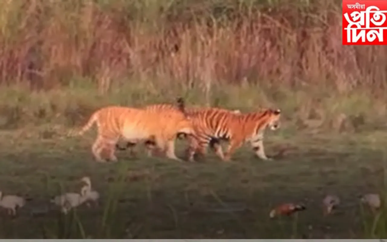 অসমত বৃদ্ধি ঢেকীয়াপতীয়া বাঘৰ সংখ্যা 