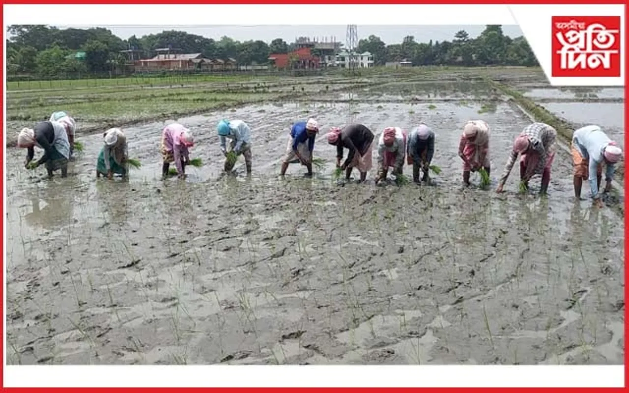 ৰজা মায়ঙৰ ৫০ বিঘা শালিধানৰ খেতি বন্যপ্ৰাণীৰ পৰা ৰক্ষা কৰিবলৈ ব্যৱস্থা 