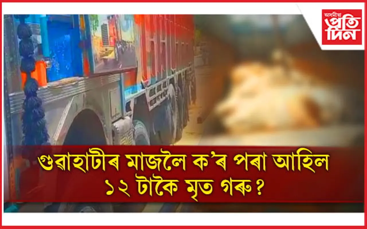 পূৰ্ণ গতিত চলি আছে গৰু ছিণ্ডিকেট ! গুৱাহাটীৰ ৰাজপথত ট্ৰাকৰ ভিতৰত ১২ টা মৃত গৰু...