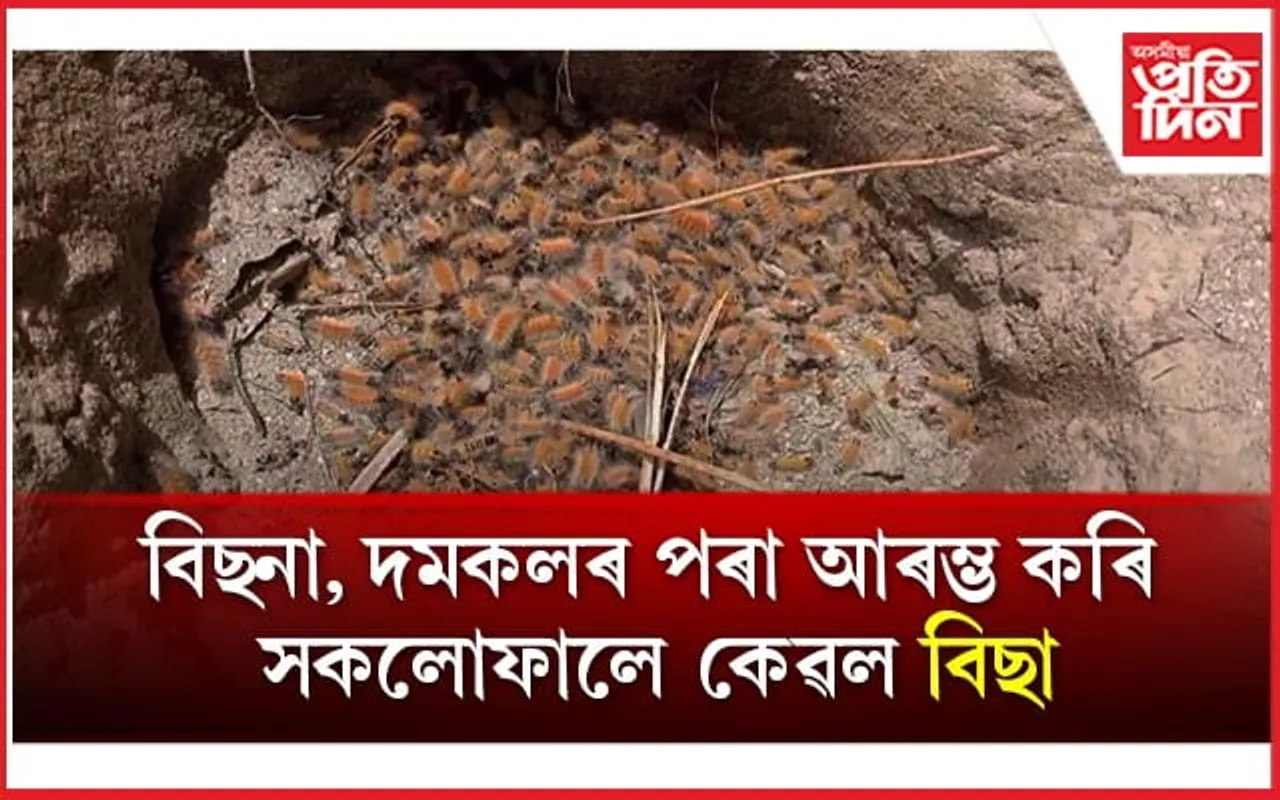 হালধীয়া বিছাৰ সন্ত্ৰাসঃ খাবলৈ,শুবলৈ ভয় কৰা হৈছে এখন গাঁৱৰ জনসাধাৰণে