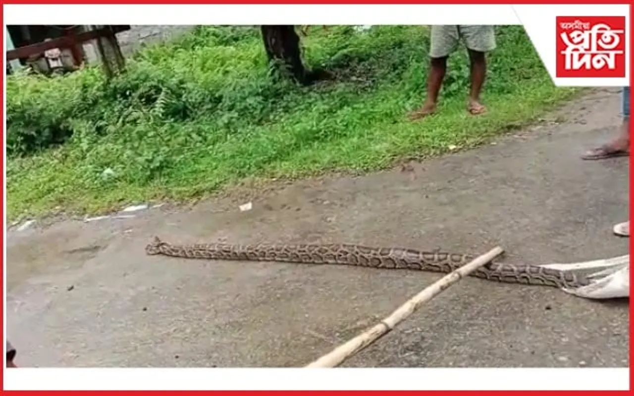 চিমেন চাপৰিৰ দুই পৃথক স্থানত একেদিনাই উদ্ধাৰ দুটা অজগৰ...