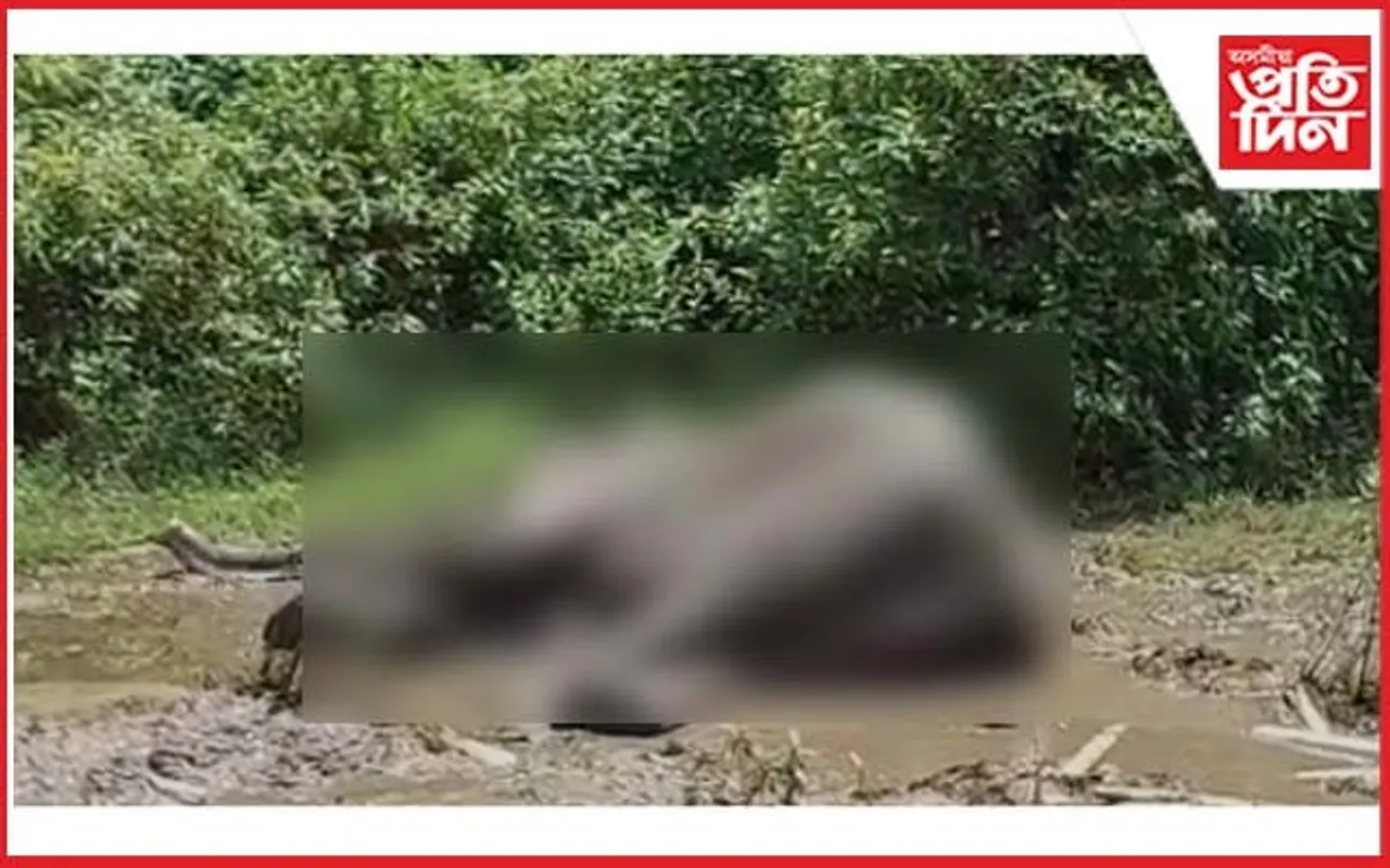 শোণিতপুৰৰ সীমান্তৱৰ্তী অঞ্চলৰ নলাত আবদ্ধ হাতী