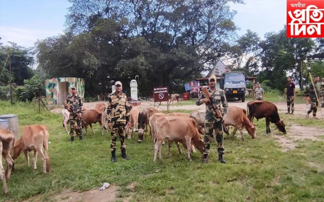 বাংলাদেশলৈ সৰবৰাহৰ সময়ত ৬৭টা  চোৰাং গৰু উদ্ধাৰ বিএছএফ-আৰক্ষীৰ