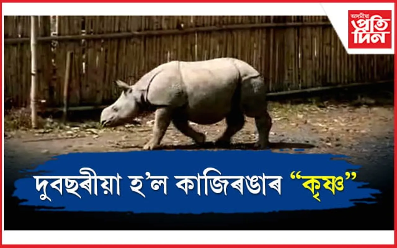 কেনে আছে কাজিৰঙাৰ মাতৃহাৰা কৃষ্ণ...