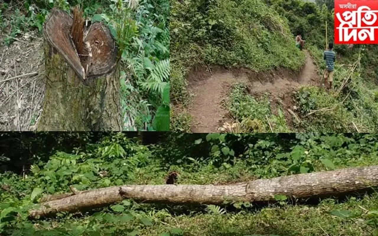 বৃক্ষ ৰোপণেৰে অভিলেখ গঢ়া অসমৰ কাজিৰঙাত অবাধ বন ধ্বংস যজ্ঞ
