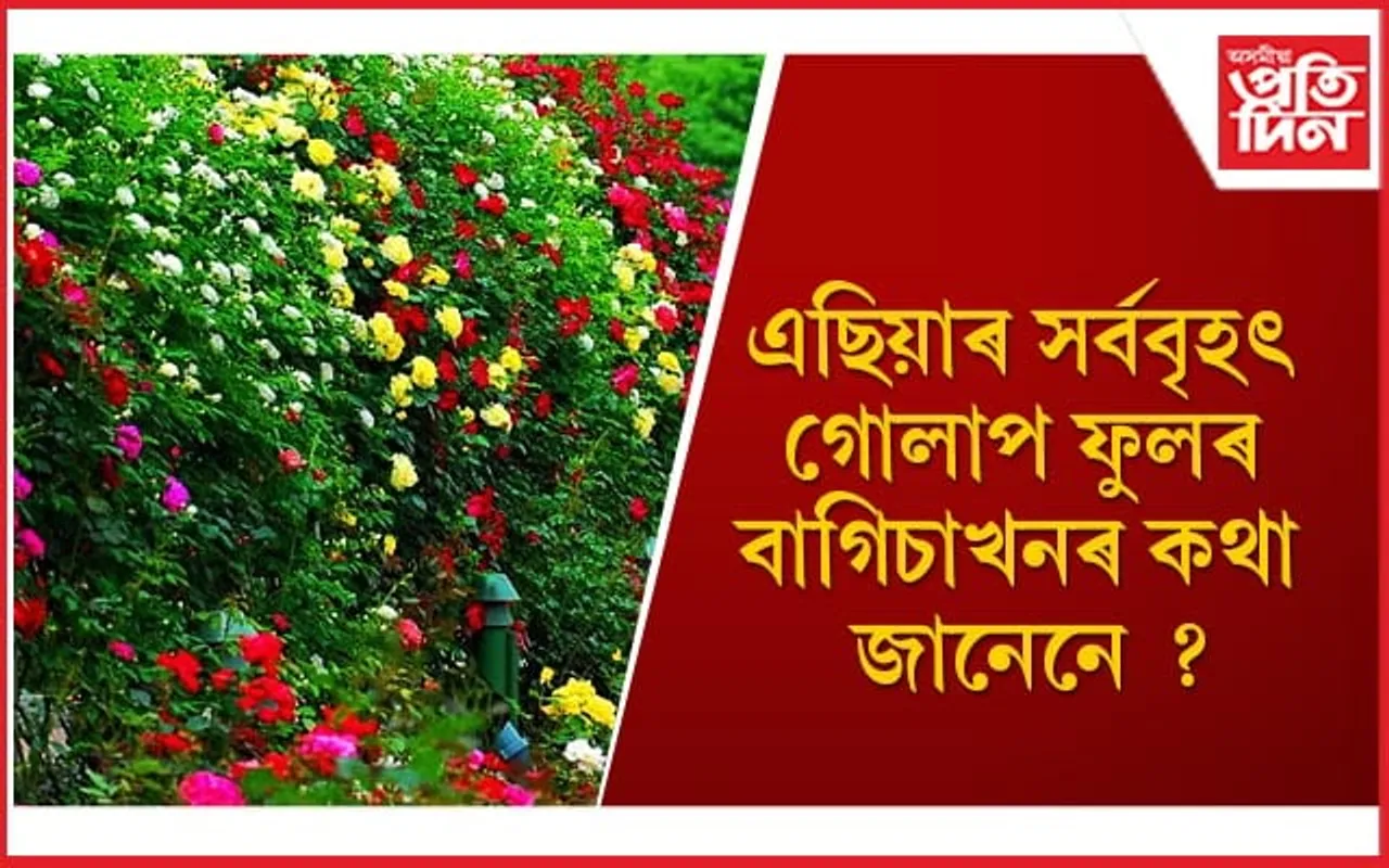 এই বাগিচাত আছে ১৬০০ প্ৰজাতিৰ ৫০,০০০ গোলাপ ফুল 
