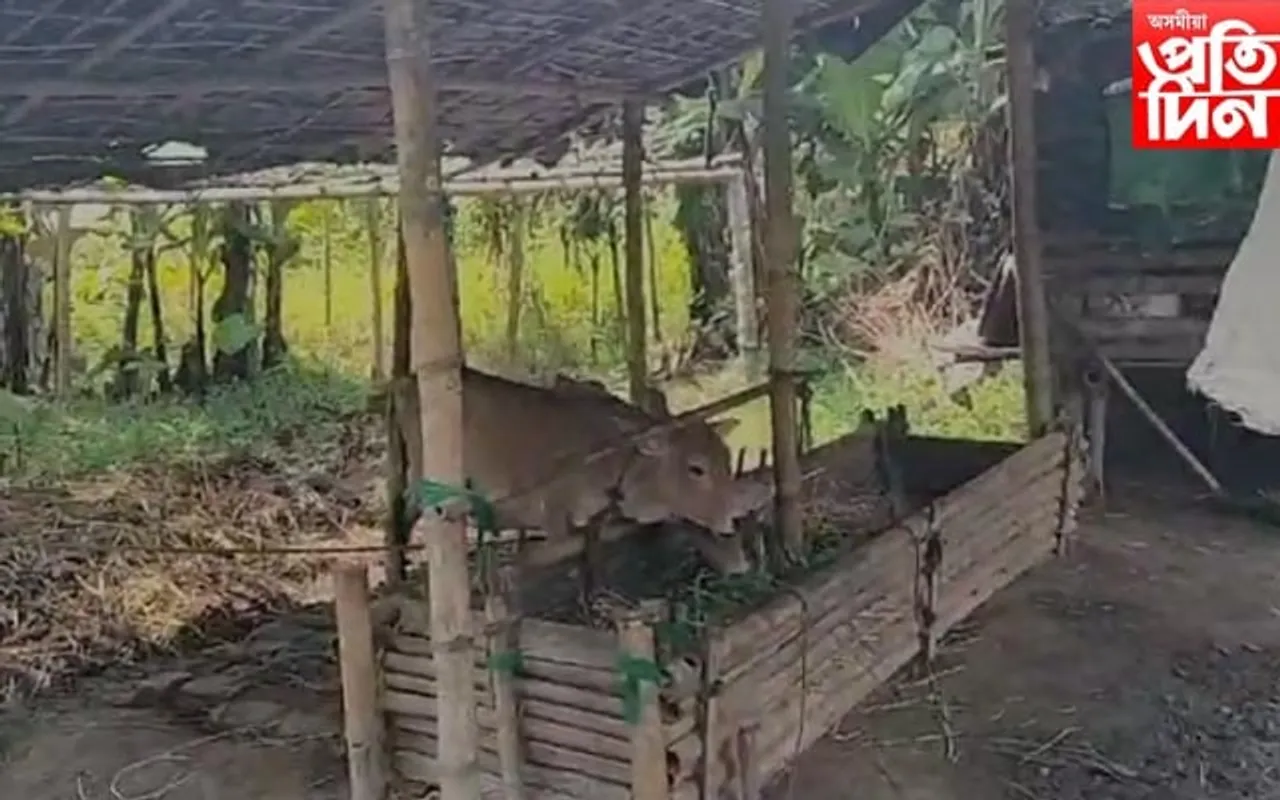 ছাগলী চোৰৰ সন্ত্ৰাসঃ চুইফট ডিজাআৰ গাড়ীত চুৰি কৰিলে ছাগলী