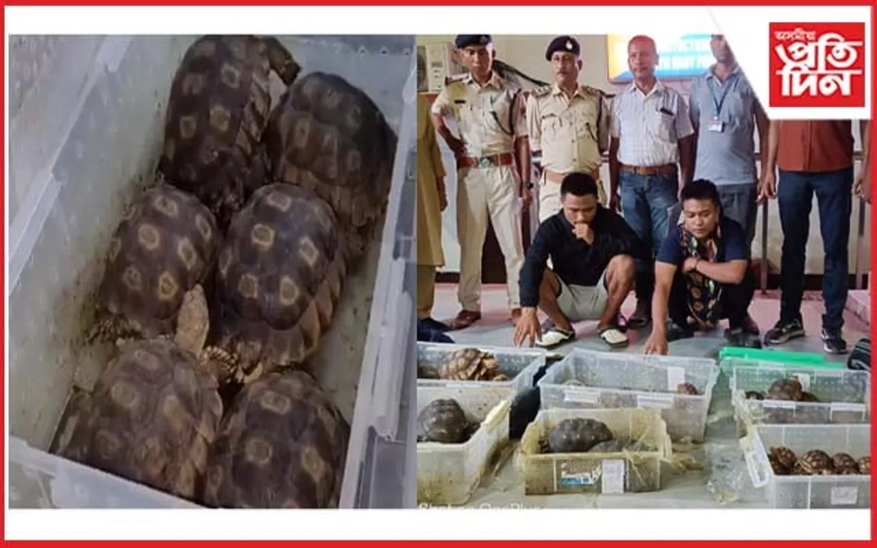 লামডিঙত বিৰল প্ৰজাতিৰ কাছ উদ্ধাৰ; আটক দুই মিজো সৰবৰাকাৰী 