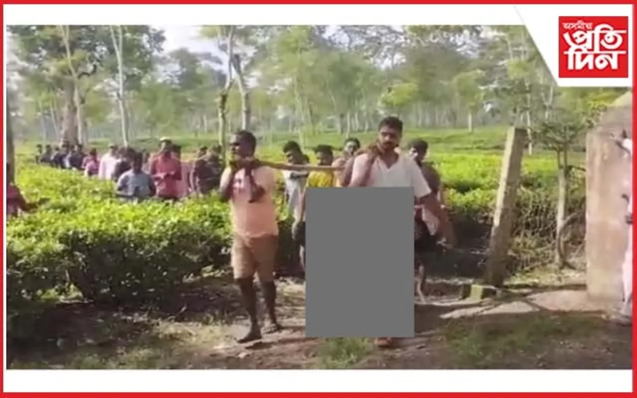 চাহ বাগিচাৰ নলাত পৰি কৰুণ মৃত্যু হাতী পোৱালিৰ 