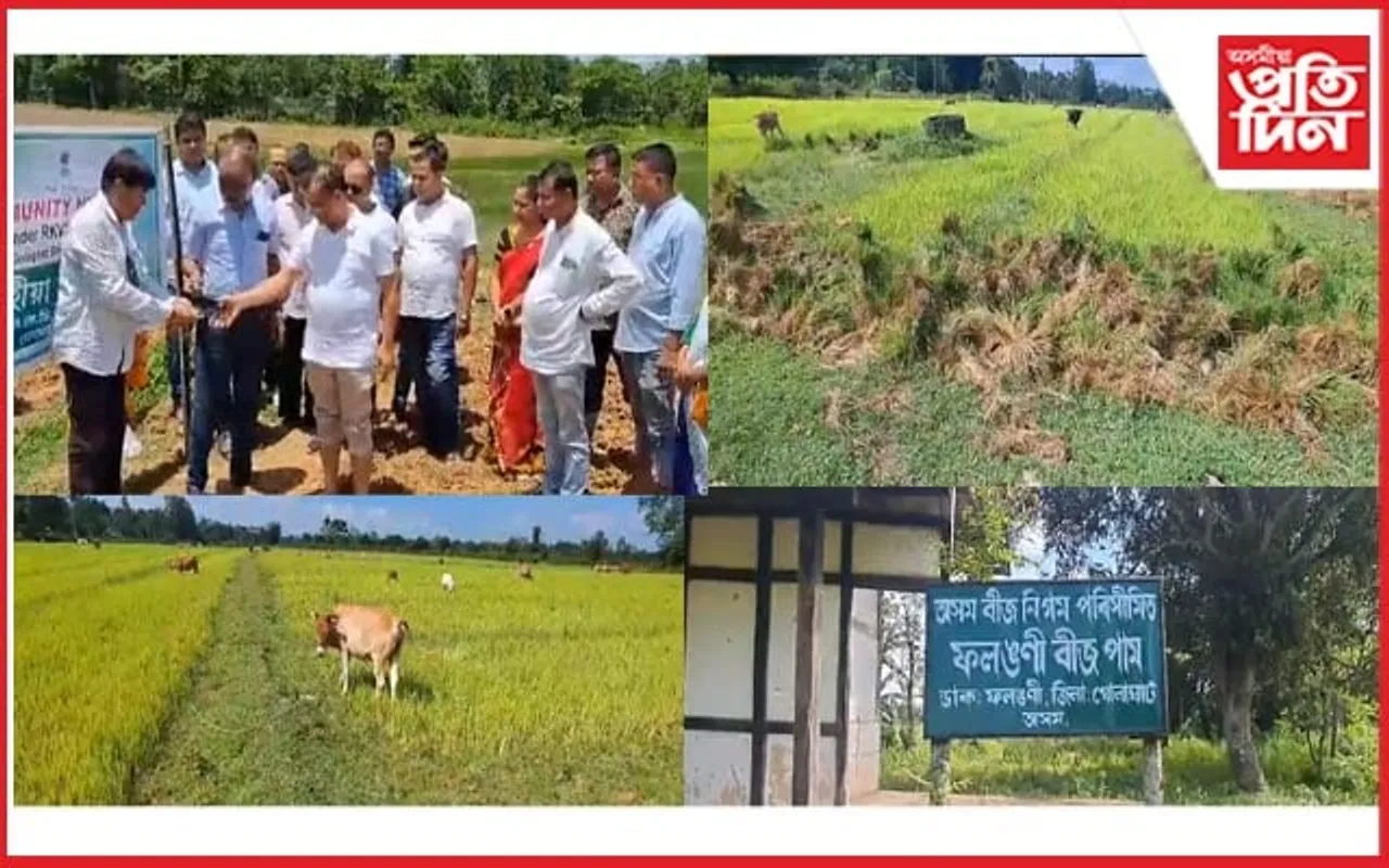 ধোঁৱা চাঙত চৰকাৰী আঁচনিঃ কৃষিমন্ত্ৰীৰ গৃহ জিলাতেই চন পৰিল হেক্টৰ হেক্টৰ ভূমিত কঠীয়া