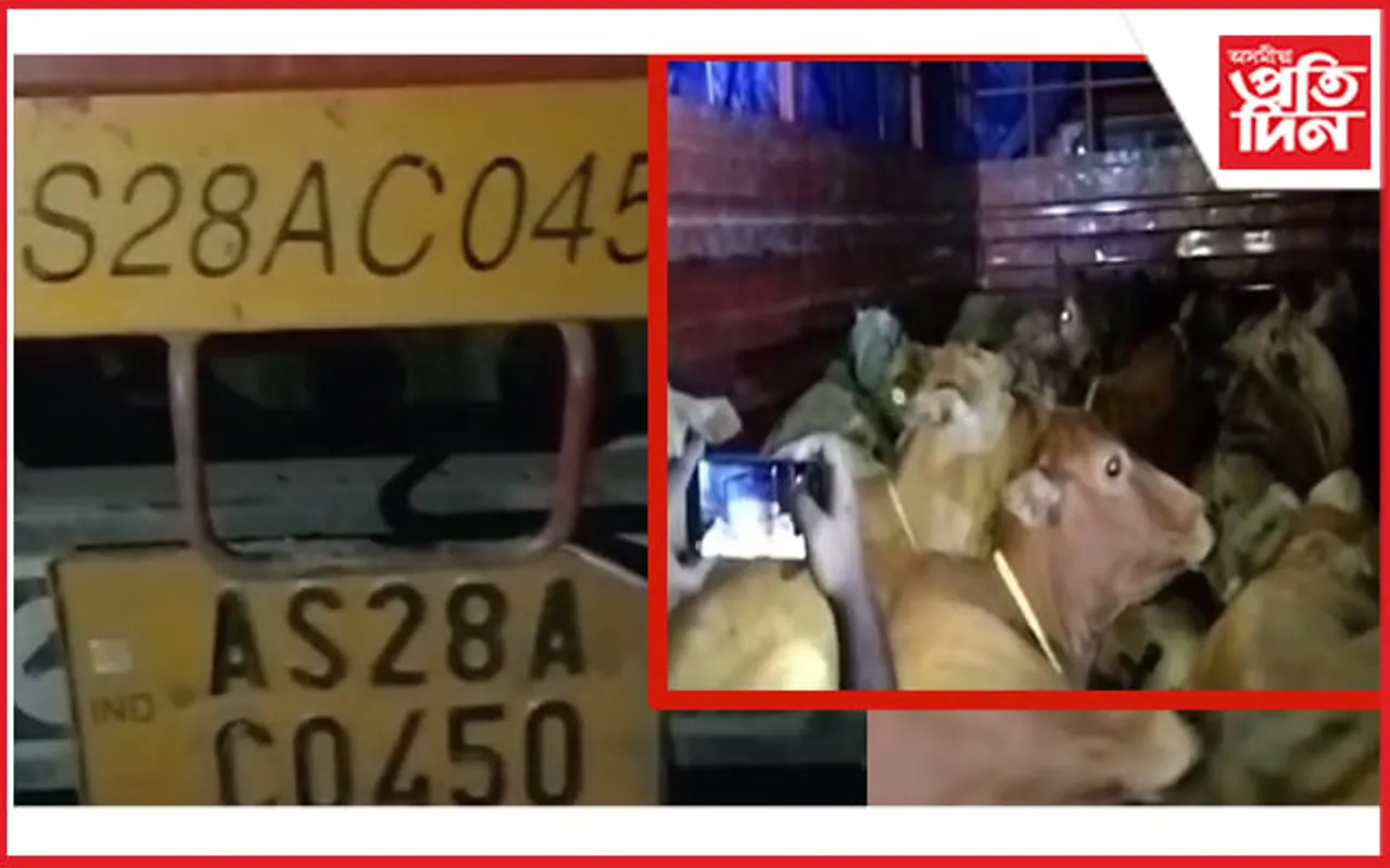 জামুগুৰিহাটত গৰু ভৰ্তি ট্ৰাক জব্দ