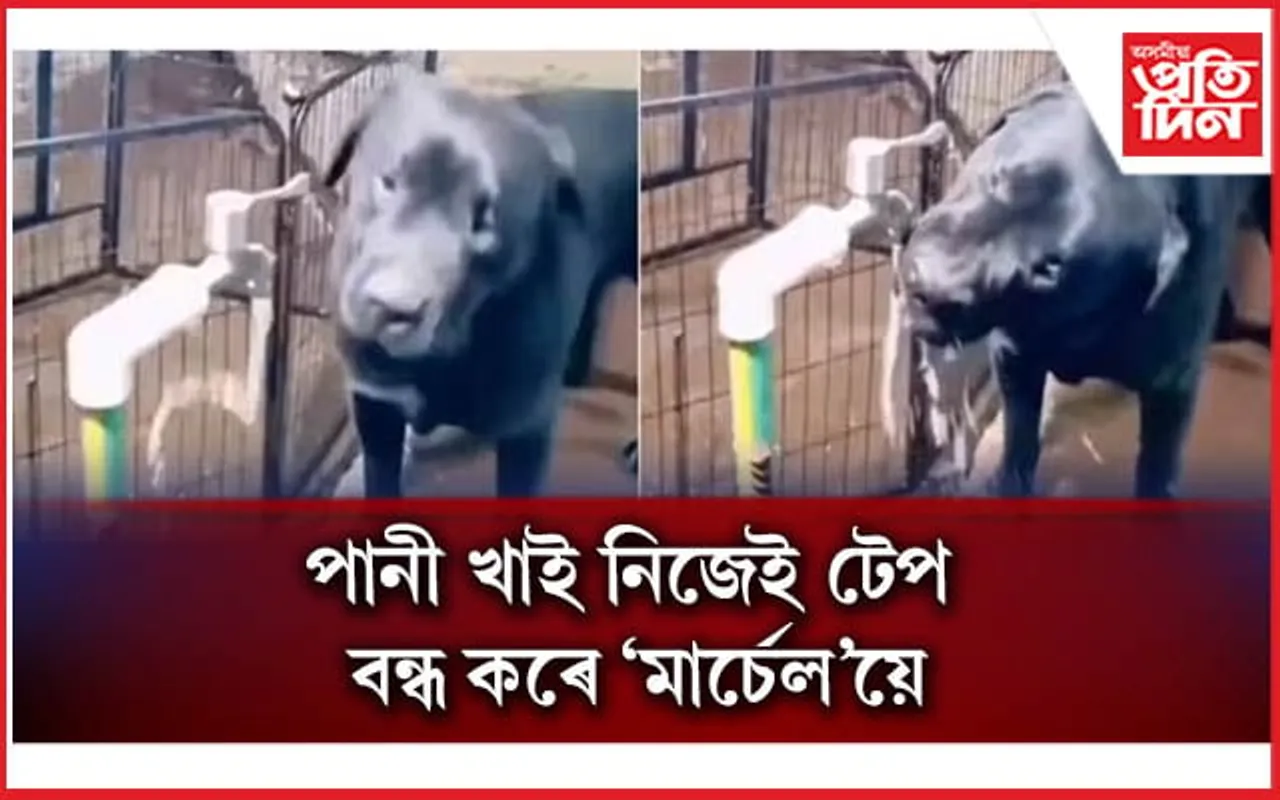 জীৱশ্ৰেষ্ঠ মানুহতকৈ যেন অধিক দায়িত্বশীল কুকুৰ ! 