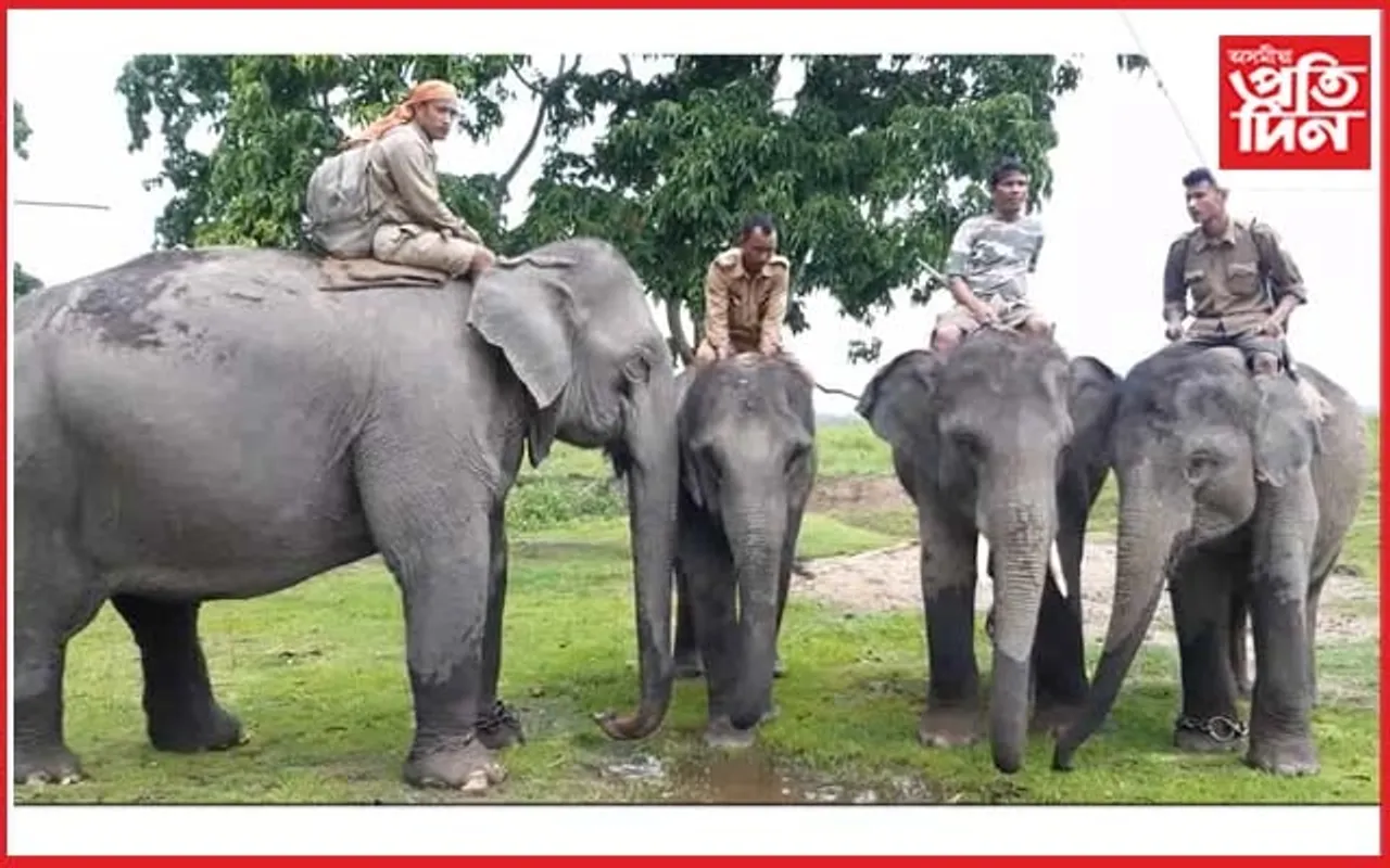২০২৩-২৪ পৰ্যটন বৰ্ষৰ হাতী ছাফাৰী মুকলি কৰাৰ প্ৰস্তুতি