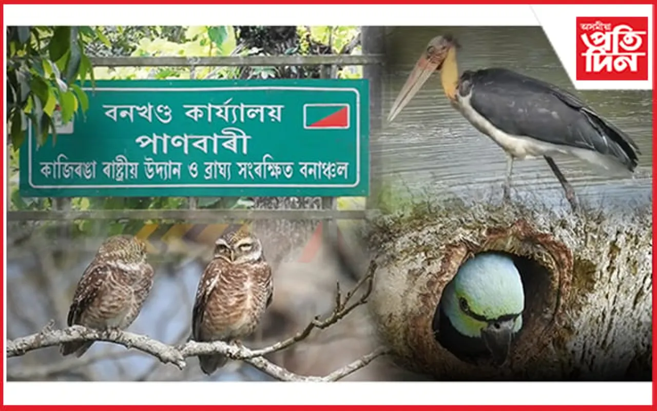 পাণবাৰী সংৰক্ষিত বনাঞ্চলৰ মনোৰম দৃশ্যই মোহিব আপোনাক...
