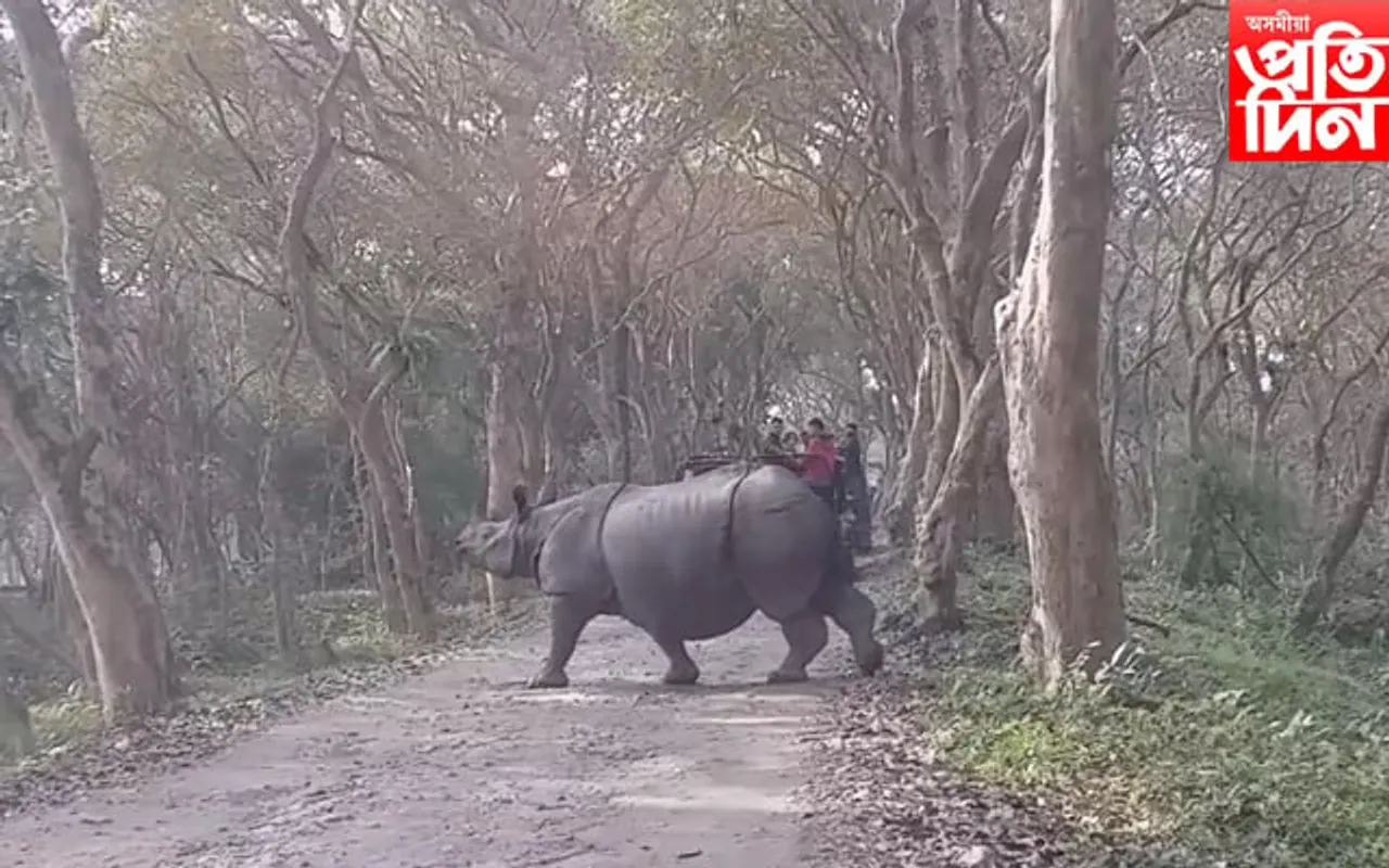 কাজিৰঙাত পৰ্যটকৰ ভিৰ! নানন্দিক দৃশ্যই আপ্লুত কৰিছে সকলোকে...