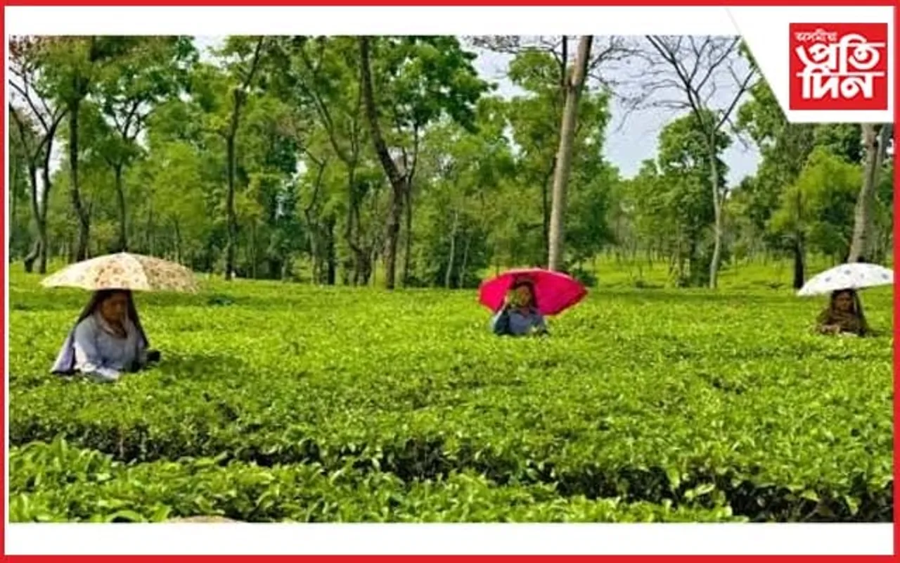 বৰজুৰি চাহ বাগিচাত অচিনাক্ত ব্যক্তিৰ মৃতদেহ উদ্ধাৰ
