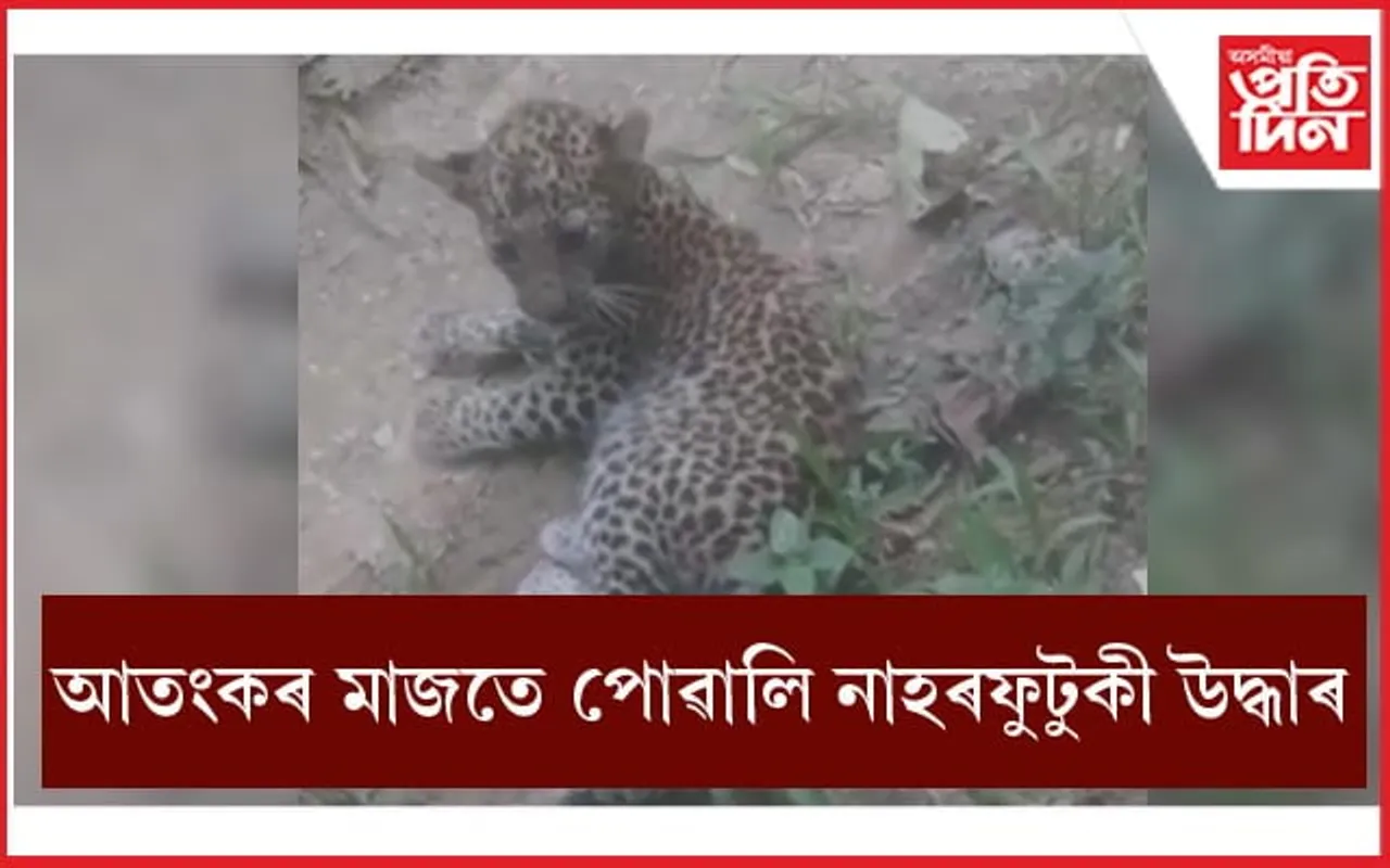 ডিব্ৰুগড়ৰ জকাই মহমাৰীত উদ্ধাৰ পোৱালী নাহৰফুটুকীঃ আঘাতপ্ৰাপ্ত বনকৰ্মী...