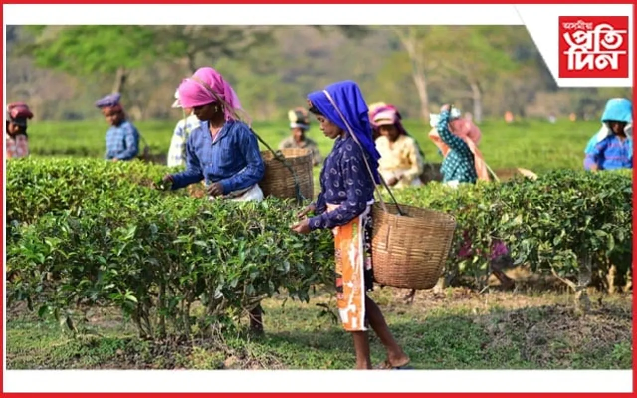 শীৰ্ষত কাঞ্চনজুৰি : ১৯ খন চাহবাগিছাই অমান্য কৰিলে নগাঁৱৰ আয়ুক্তৰ নিৰ্দেশ
