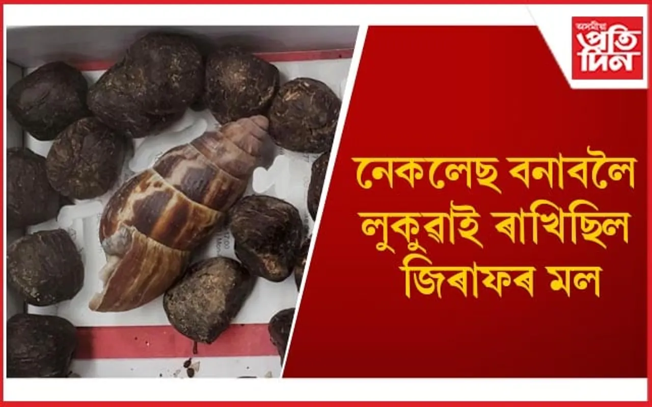 আমেৰিকাৰ বিমানবন্দৰত জিৰাফৰ মলসহ গ্ৰেপ্তাৰ মহিলা